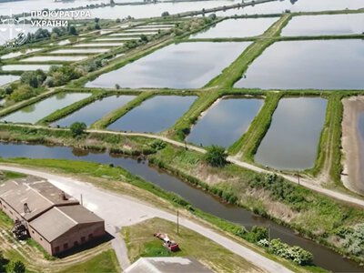 Прокуратура хоче відсудити з приватної власності унікальний риборозплідник на Золотоніщині