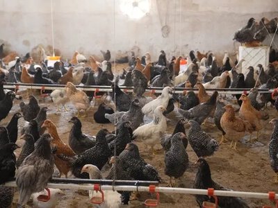 Студентка з Вінниччини створила успішну мініптахоферму