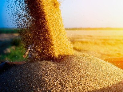 Ціни на пшеницю різко пішли вгору через українські удари по росії