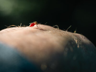 На курортах Європи поширюються небезпечні хвороби через укуси комарів