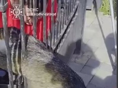 Врятували собаку, який наскрізь наштрикнувся на металевий паркан у Вінниці