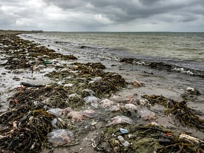 Азовське море: екологічна катастрофа біля Генічеська на Херсонщині