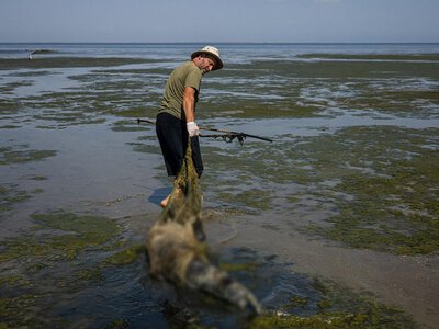 Війна вбиває дельфінів у Чорному морі: вчені назвали моторошні цифри