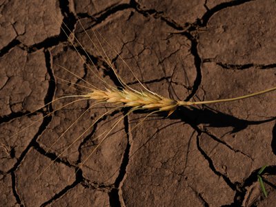 «Супер» Ель-Ніньйо може спричинити стрибок цін на продукти до 2028 року