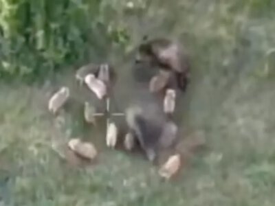 На Волині прикордонники показали кабаниху зі смугастими поросятами, яких зафіксував дрон
