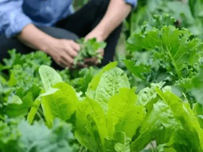 Встигніть посіяти у липні: 7 скоростиглих овочів, які дадуть розкішний урожай до осені