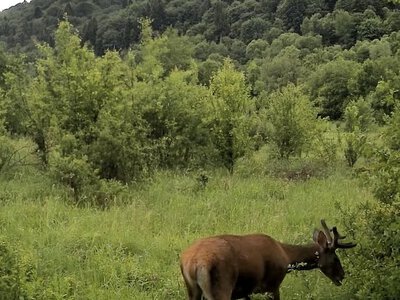 Вовки та дикі кабани: прикордонники показали нові кадри з передгір'я Карпат (ВІДЕО)