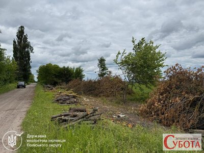 На Житомирщині підтвердили незаконну порубку дерев: збитки перевищили 239 тис. грн