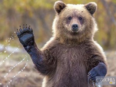 У Словаччині ведмідь напав на чоловіка біля його будинку