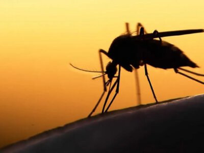 В Ізмаїлі зафіксували випадок завізної малярії: медики нагадали про небезпеку хвороби