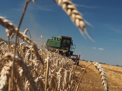 Понад 480 вагонів зерна: на Полтавщині зібрали 34 тисячі тонн пшениці