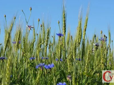 На Житомирщині прогнозують короткочасні дощі та спеку до +31°