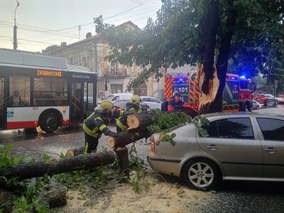 У Луцьку під час грози дерево впало на авто з людьми