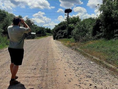 На Чигиринщині екологи нарахували 18 пташенят білого лелеки під час моніторингу гнізд