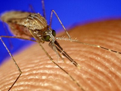 В Україні виявили небезпечну малярію: одна людина померла через запізніле лікування