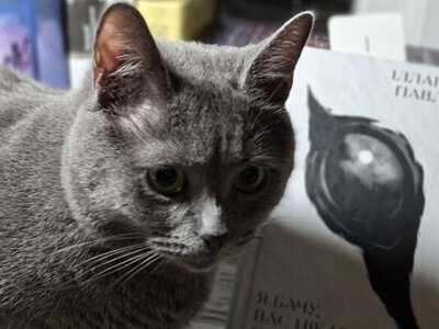 Не знаю, чи подобається мені ця книга. Але я не можу її відкласти