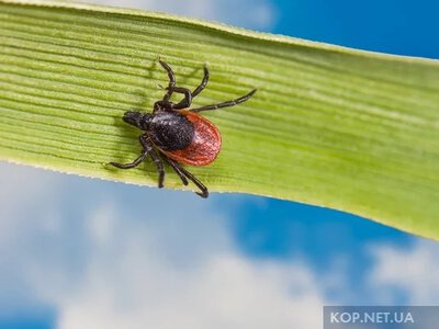 22 кліщі інфікували жителів Полтавщини хворобою Лайма: що в Кременчуцькому районі