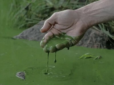 Вода у волзі в самарі стала отруйно-зеленою через ціанобактерії - у СЗР заявили про провал екопроєкту путіна