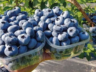 €24,2 млн на ягоду: в Україні стартує амбітний проєкт, який націлений на світовий ринок