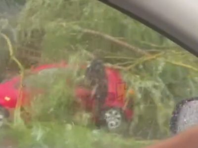 У Луцьку дерево впало на автівку (Відео)