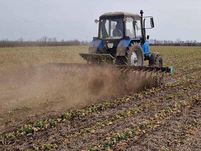Ріпак: 7% площ потребують пересіву