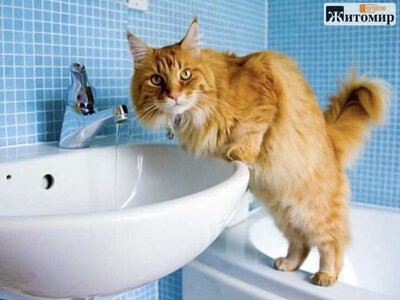 Через аварійні роботи частині Житомира вимкнуть воду