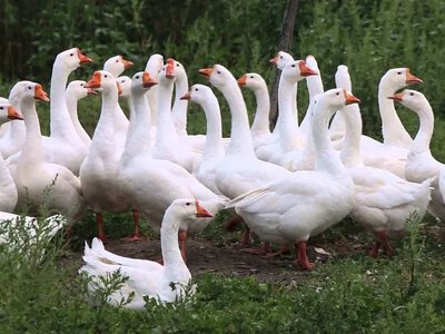 Польща й Німеччина сперечаються за захищену назву вівсяної гуски