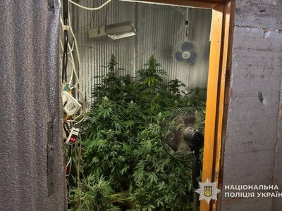 На Сумщині поліція вилучила понад тисячу рослин коноплі та повідомила про підозру вісьмом фігурантам