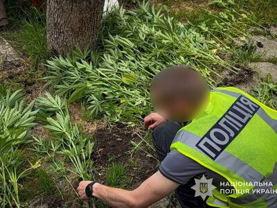 У рамках всеукраїнської операції правоохоронці Сумщини викрили 8 наркоторговців та вилучили понад тисячу рослин коноплі