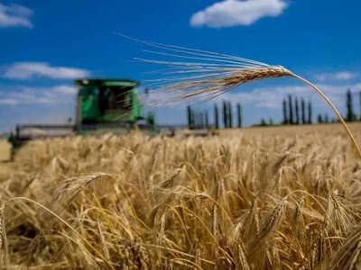 Жнива-2024: Україна перевершила очікування