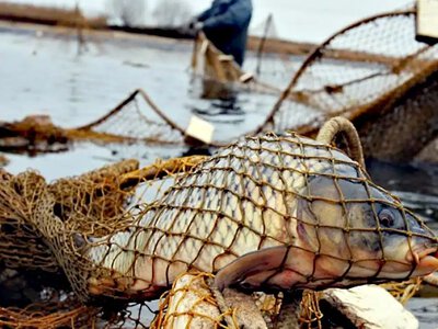 Підсумки нересту-2026: на Рівненщині рибоохоронці викрили понад 120 порушень