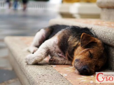 У місті Житомирської області мер просить утриматись від систематичного підгодовування безпритульних собак