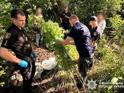 Більше 1500 кущів конопель та десятки кілограмів наркосировини вилучили поліцейські на Миколаївщині (ФОТО)