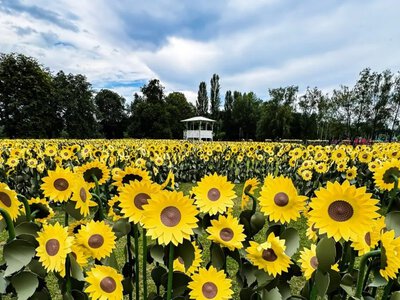 На ВДНГ відкрили найбільший лабіринт із соняшників