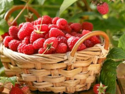Як влітку доглядати за малиною, щоб отримати граний урожай