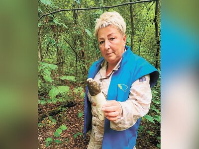 На Чернігівщині збирають гриби веселка: «фалосник» викидаю, «яйця» забираю
