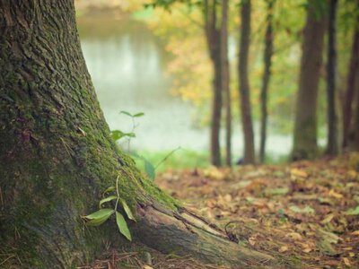 Вчені з’ясували, що потепління змушує лісові ґрунти викидати більше CO₂