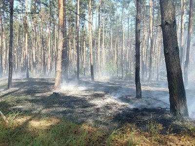 Рятувальники не дали пожежі знищити ліс у Білецьківці