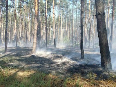 Під Кременчуком горів ліс