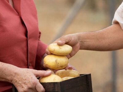 Картопляні міфи зруйновано: скільки картоплі насправді з'їдають українці та де її вирощують