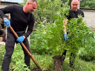 Спецоперація Джентльмени: у Запорізькій області виявили садівників, які вирощували мак та коноплю