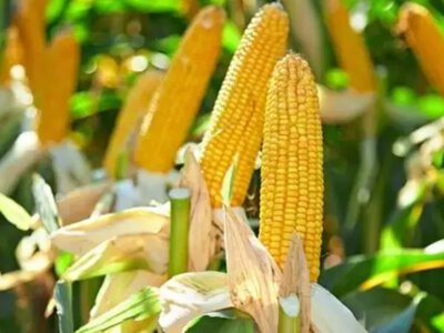 Поблизу Брища та Букова Луцької громади оброблятимуть кукурудзу: пасічників просять убезпечити бджіл