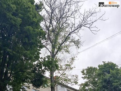 У Житомирі планують видалити 13 дерев за чотирма адресами