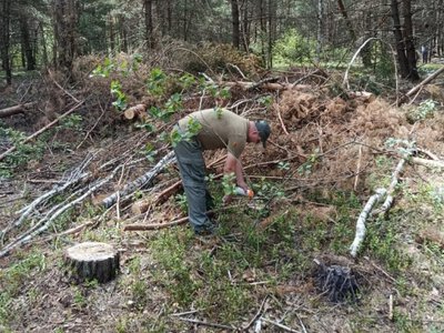 На Рівненщині невідомі вирубали майже 800 дерев