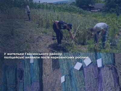 На Вінниччині правоохоронці виявили понад 800 рослин снотворного маку на присадибній ділянці