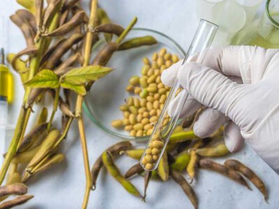 Єврокомісія дозволила використання ГМ-сої у харчових продуктах і кормах