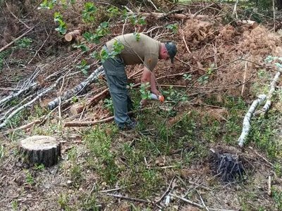 На Сарненщині незаконно вирубали 780 дерев