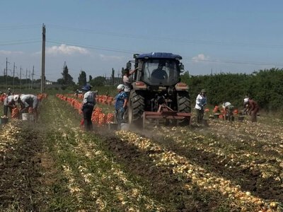 Інновації на Одещині: як подвоїти врожай цибулі