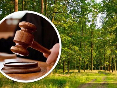 Суд повернув державі 385 гектарів лісу на Бориспільщині