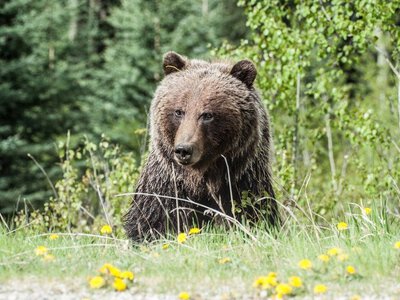 Ведмідь увірвався до будинку пенсіонерів: що він зробив на кухні